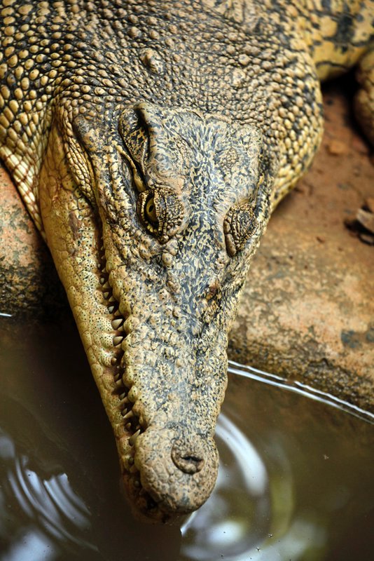 Some form of scary crocodilian