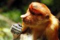 Proboscis Monkey contemplates its snack