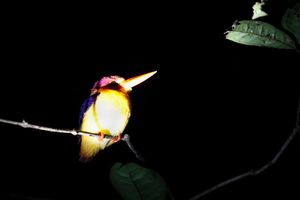 Black-eyed Kingfisher