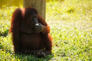 Orang-utan eating in the shade