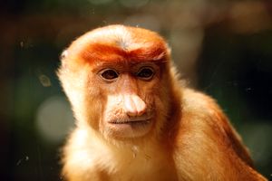 Our old friend (first met at Bako NP), the Proboscis Monkey