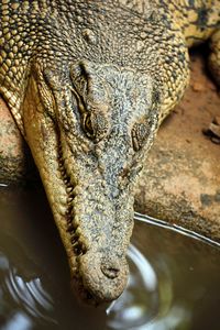 Some form of scary crocodilian
