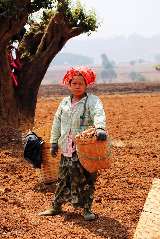 Woman with large basket of ginger