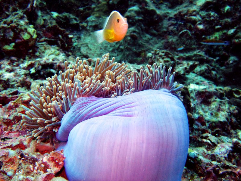 Anemone fish with coral