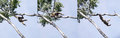 Gibbon on a tree