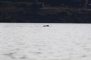 (Part of) Irrawaddy River Dolphin