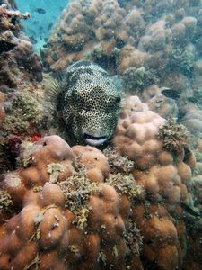 Spotted grouper?