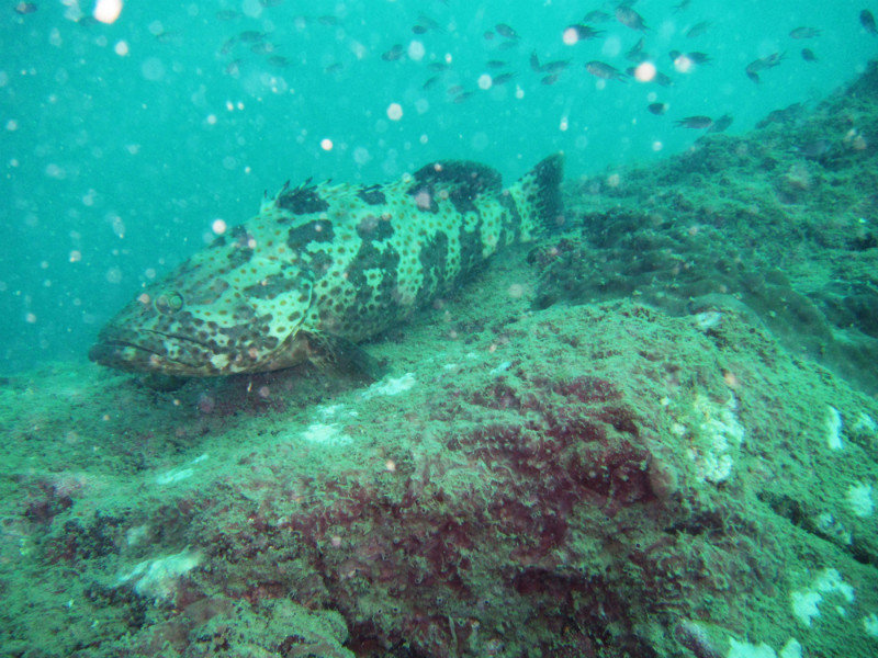 Goliath grouper