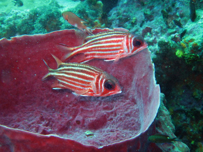 A pair of Soldierfish