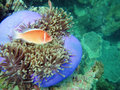 Sea anemone and anemone fish