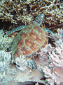 Green sea turtle sitting on coral