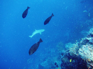 Swimming with a white-tipped reef shark