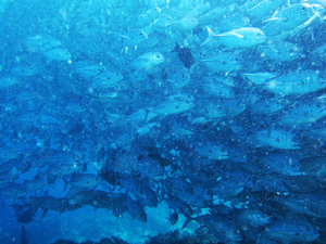 Surrounded by an endless school of trevally 