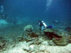 Diver with green sea turtle