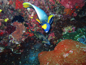 Blueface Angelfish with Triggerfish