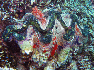 Giant clam 