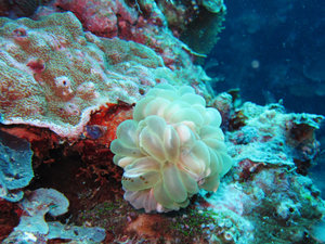 Coral with tiny shrimp