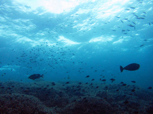 Overview of the underwater world