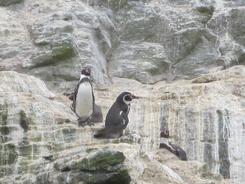 Day 2 Pinguin de Humboldt