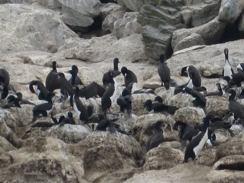 Day 2 some cormorans colony