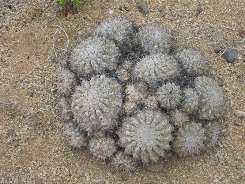 Day 8 Pan de Azucar, typical Cactus strain