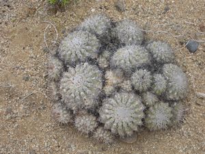 Day 8 Pan de Azucar, typical Cactus strain