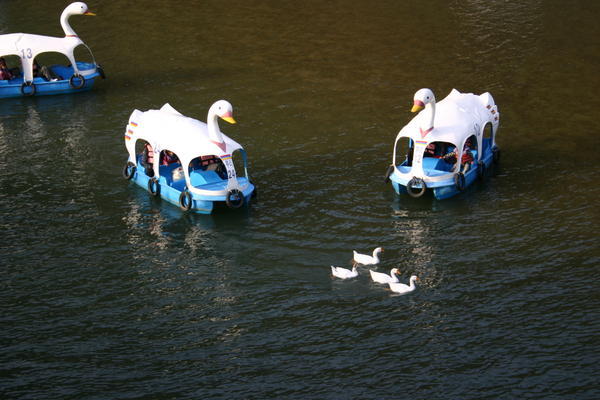 The paddle boats chasing the ducks