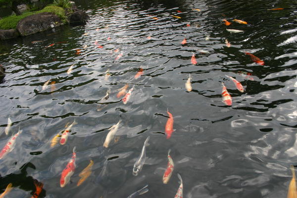 The Carp at the gardens