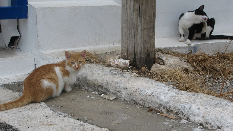 Greek cats