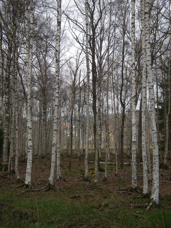Silver birch forest