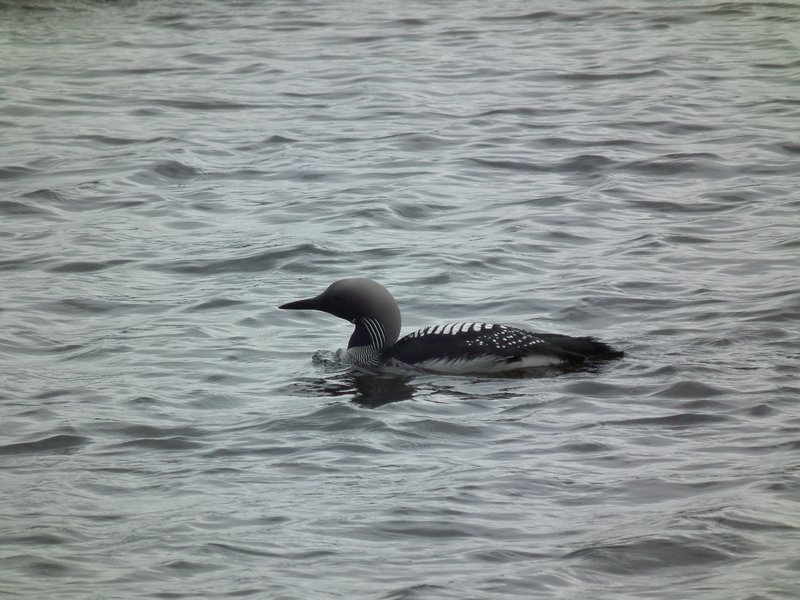 Black Throated Diver