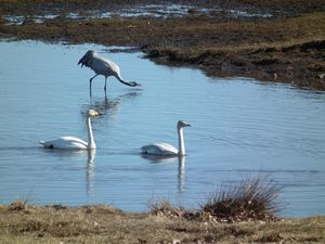 Whooper swans and crane