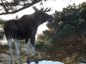 Moose at Slottsskogsgatan