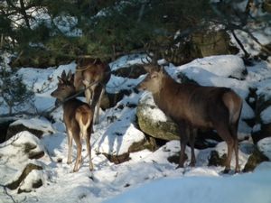Red Deer at Slottsskogsgatan
