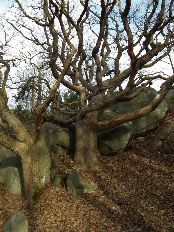 Tree labyrinth