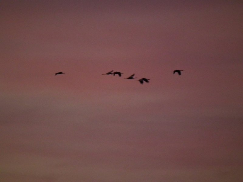 Crane at sunset