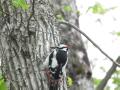 Great Spotted Woodpecker, Garphyttan National Park