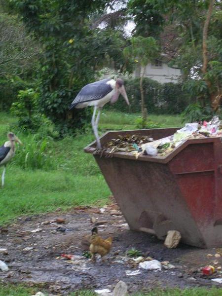 African seagul