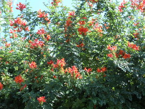 Ojai California Ojai California