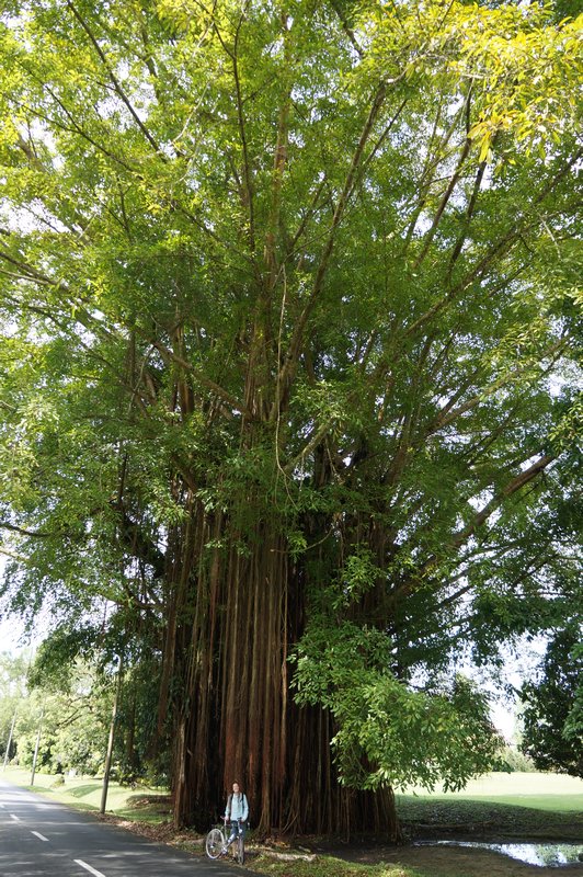 Banyan Tree in Taiping