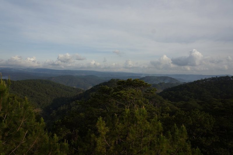 view of the pine forests of Dalat
