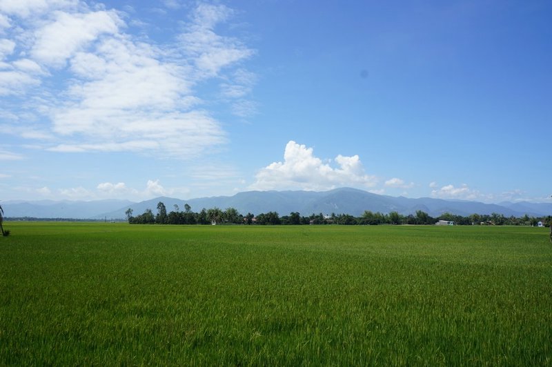 Paddy fields outside Nha Trang