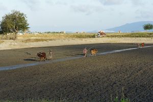 Ploughing Oxen