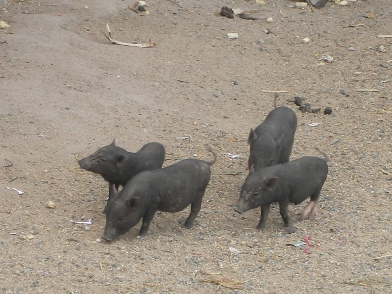 Piglets :)