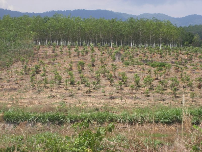 Young rubber plantation
