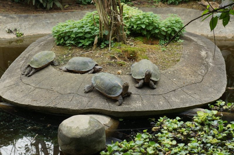 Tortoise sanctuary