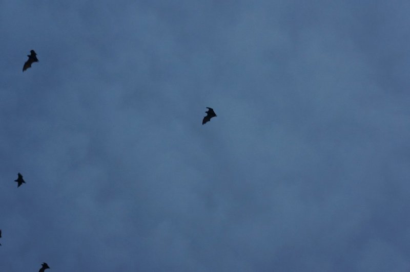 Flying foxes at dusk