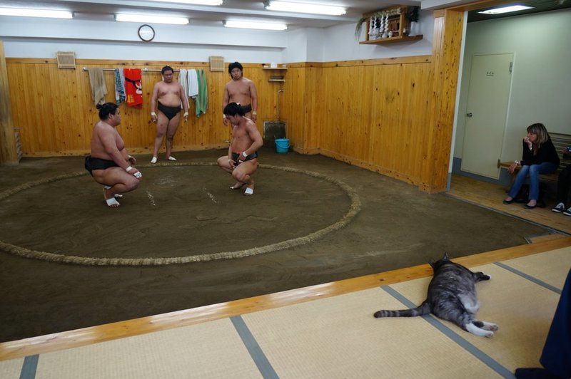 Check out the sumo cat!