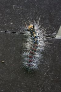 Cool caterpillar