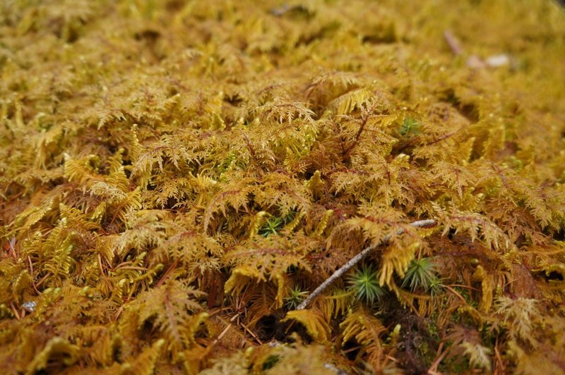 Moss on the mountainside